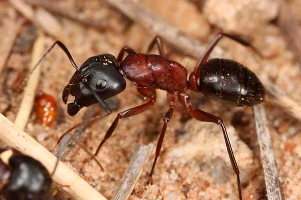 17-best-fire-ant-killers-.jpg